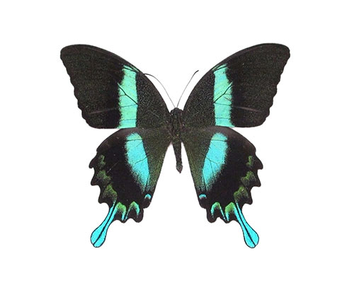 Roman Feral papillon