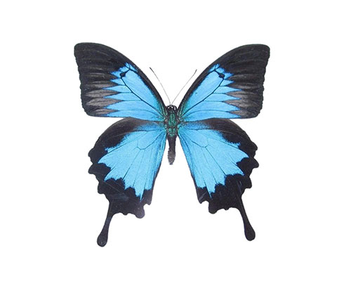 Roman Feral papillon