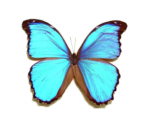 Roman Feral papillon