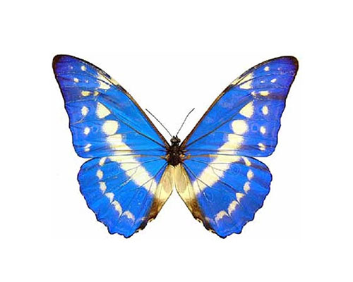 Roman Feral papillon