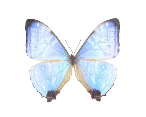 Roman Feral papillon