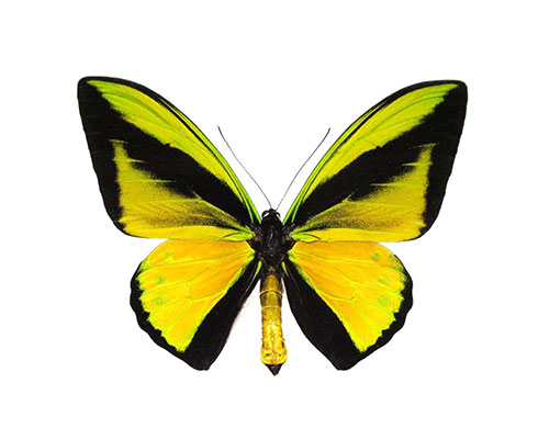 Roman Feral papillon