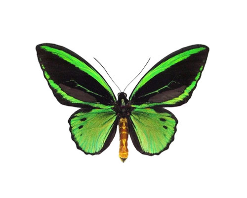 Roman Feral papillon