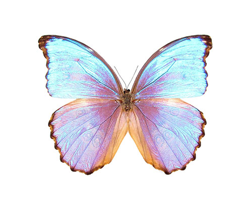 Roman Feral papillon