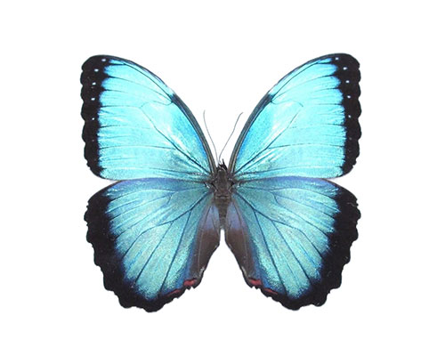 Roman Feral papillon