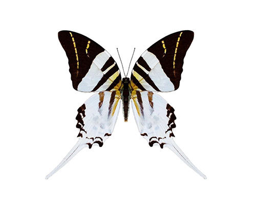 Roman Feral papillon