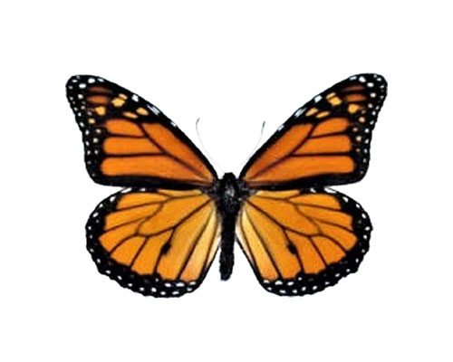 Roman Feral papillon