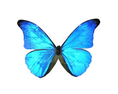 Roman Feral papillon