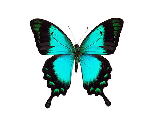 Roman Feral papillon