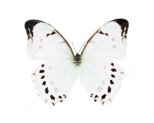 Roman Feral papillon