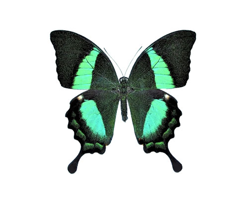 Roman Feral papillon