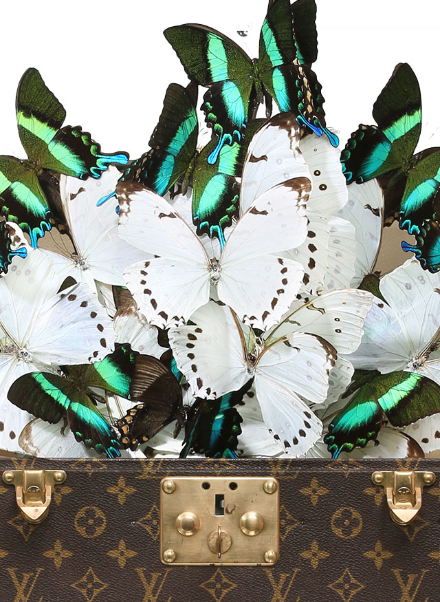 louis vuitton butterfly wall pictures